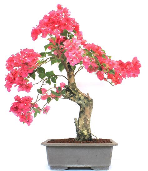 Bougainvillea (Specimen) Bonsai Tree | Bonsai tree, Bougainvillea ...