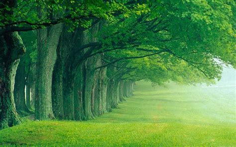 Green Scenery Wallpapers HD - Wallpaper Cave