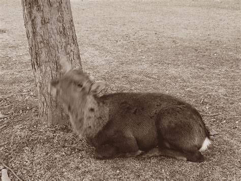 Nara Park Deer know positive reinforcement too! - We live in a flat