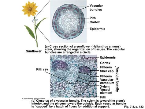 Cortex in plants information | chocmales