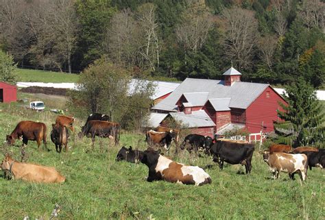 Grass-Fed Organic Dairy | Maple Hill Creamery