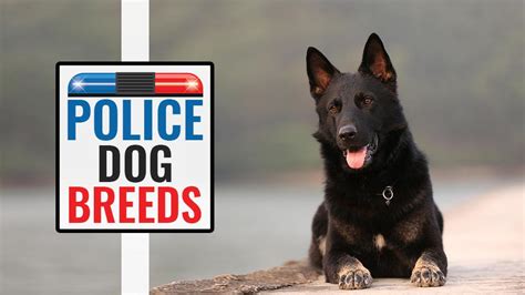 Top 10 Police Dog Breeds And The Jobs They Do - Petmoo