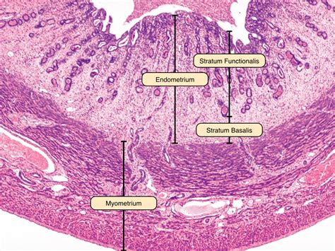 Uterine Cycle