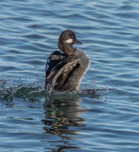 Identification of 9 Diving Duck Species: A Photographic Guide | Miles Hearn