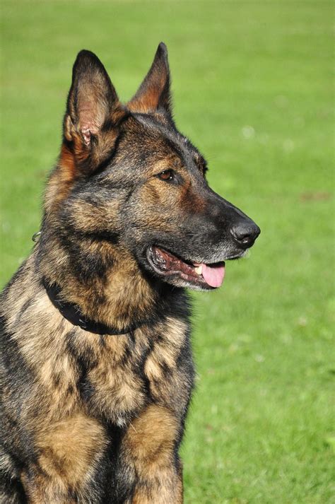 Sable German Shepherd - Top Facts & Guide - Animal Corner