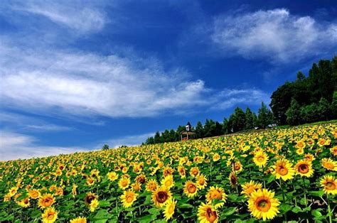 Sunflowers, blossoms, yellow, clouds, field, landscape, HD wallpaper | Peakpx