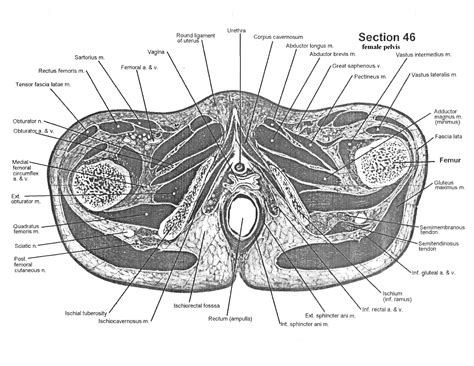 Cross-sectional Human Anatomy