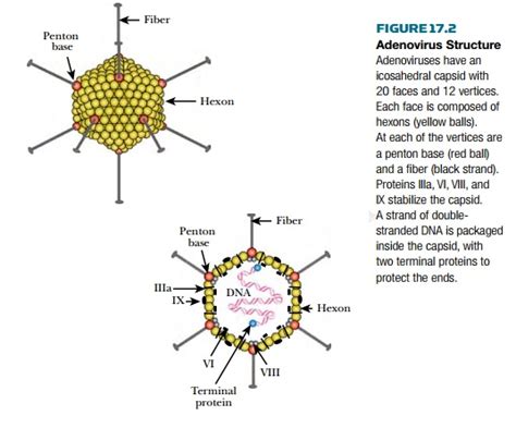 Adenovirus Vectors in Gene Therapy