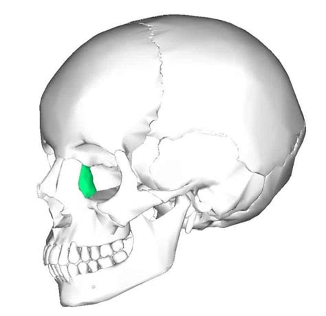 Hueso lagrimal- Atlas de Anatomía