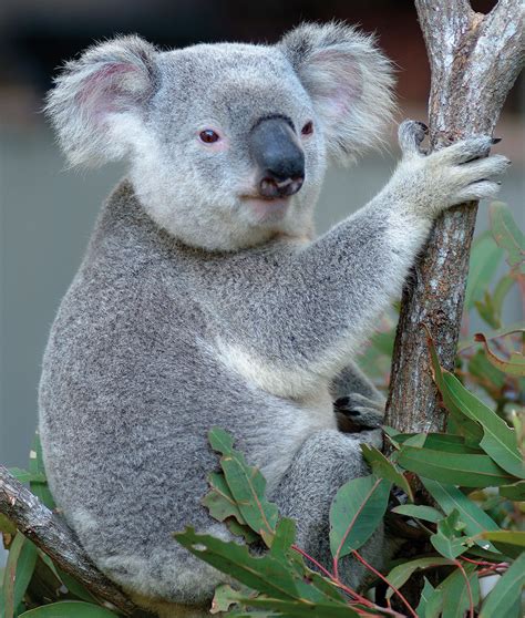 Australia is a unique wonderland of animals - Swain Destinations Travel Blog