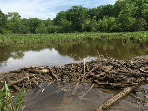 Could beavers be introduced into the Calder Valley to reduce flood risk ...