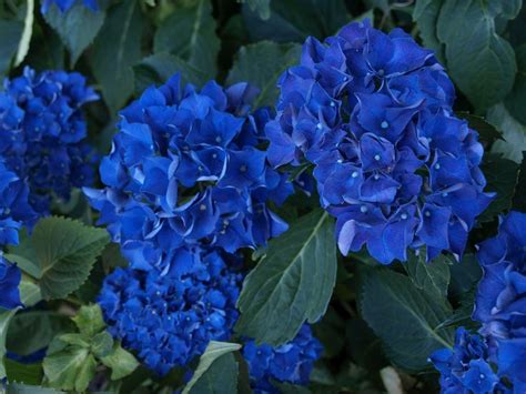 Blue hydrangeas | Blue hydrangea, Hydrangea, Flowers