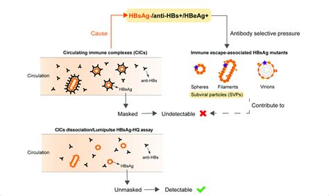 Undetectable HBsAg in HBsAg-/anti-HBs+/HBeAg+ samples was associated ...