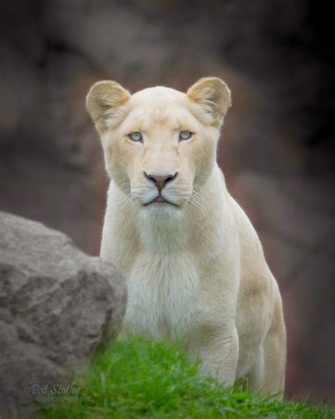 Wildlife Photos: White Lioness Timbavati, South Africa