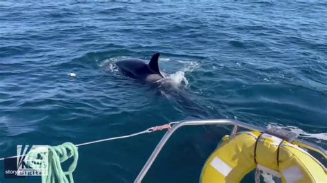 Watch as killer whales attack a boat off the coast of Portugal | Fox ...