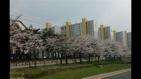 cherry blossom in Jeonju, Korea - YouTube