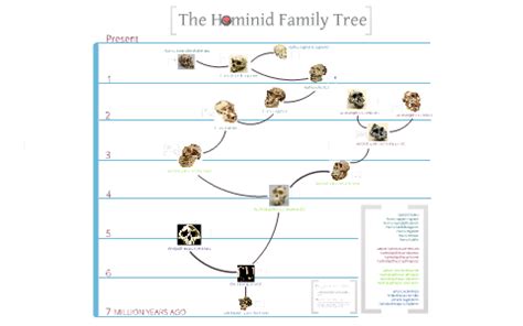 Hominid Family Tree - Ana Pantoja by Ana Pantoja on Prezi