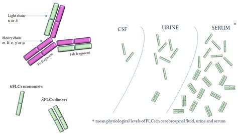 IJMS | Free Full-Text | Free Light Chains κ and λ as New Biomarkers of ...