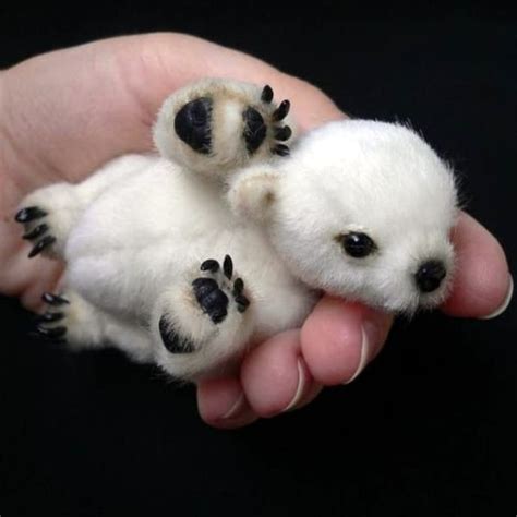 40 Adorable Pictures of Baby Animals just Born