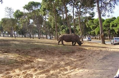 The Complete Guide To The Ramat Gan Safari Park In Israel