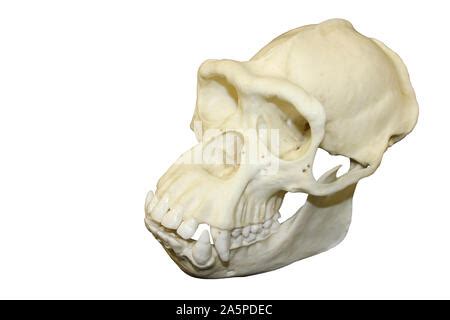 Primate Skulls Stock Photo - Alamy