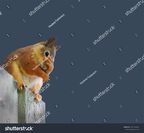 997 Sad Squirrel Images, Stock Photos & Vectors | Shutterstock