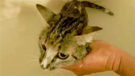 Ginger The Cat Gets A Bath After Rattlesnake Bite - YouTube