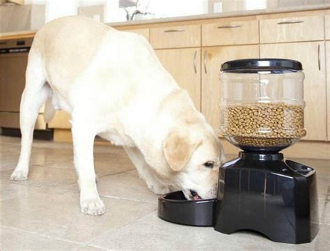 The Best 5 Automatic Dog Feeders for Large Breeds (2022) - Best Protection Dogs