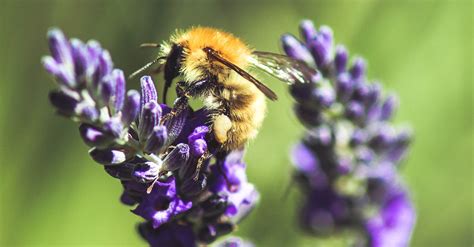 Eight bee-friendly plants for your garden - SmartGardener Blog