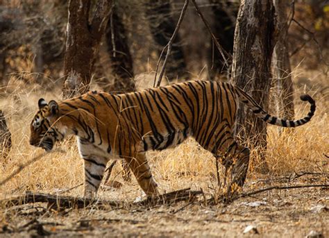 14 Night Wildlife of India, February/March 2019 - India Tours - Dive ...