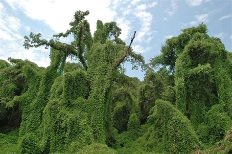 The Story Behind Kudzu, the Vine That's Still Eating the South ...