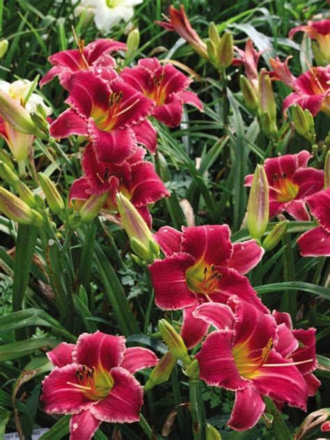 Daylily Varieties | Daylily Photos | HGTV