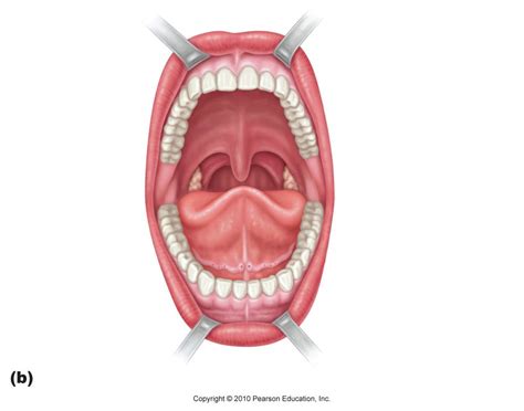 Digestive System-Anterior View of Oral Cavity Diagram | Quizlet