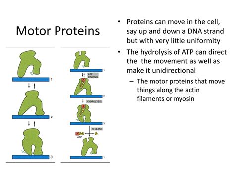 PPT - PROTEINS PowerPoint Presentation, free download - ID:251786