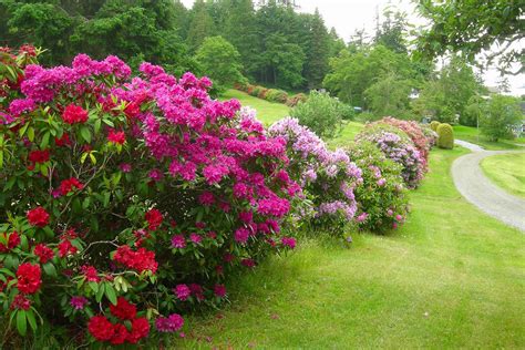 LAWN AND GARDEN: Rhododendrons -- so beautiful and yet so misunderstood | MLive.com