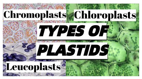 Types of PLASTIDS in plant cells and their functions - YouTube