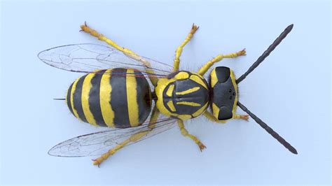 Southern Yellowjacket Wasp (Vespula Squamosa) - 3D Model by GabrielCasamasso