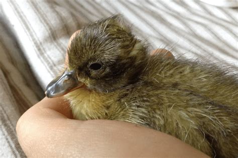 Hatching Duck Eggs in an Incubator with High Hatch Rates - Salt in my ...