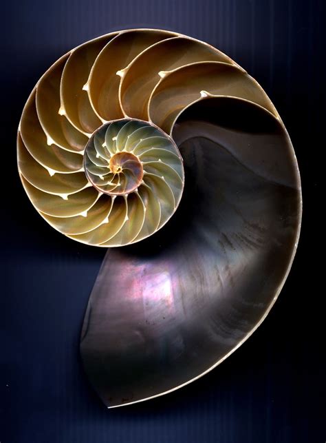 One of nature's most perfect forms -- the nautilus shell | Nautilus ...