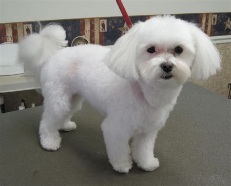 maltese dog haircuts | Maltese haircut, Maltese dogs haircuts, Maltese dogs