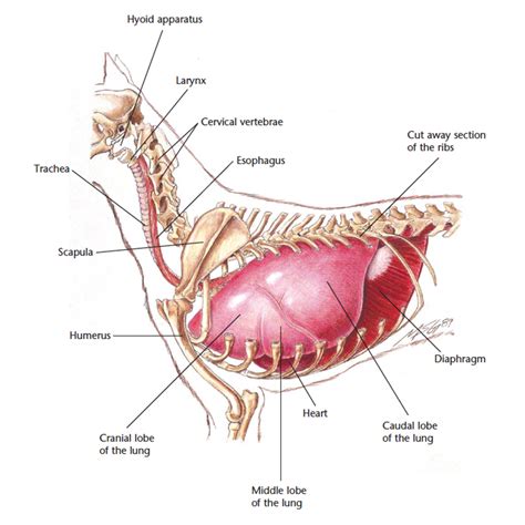 Hills Pet Nutrition | Dog Thorax Diagram - hyoid, trachea, esophagus, vertebrae, lung, heart ...