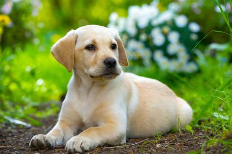 Miniature Labrador: An Ultimate Guide to the Mini Labrador