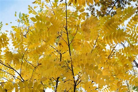 Growing Butternut Tree: How to Plant, Grow and Care for White Walnut