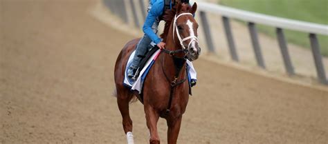 Tapit Shoes Horse Profile: 2023 Belmont Stakes Odds, Picks ...