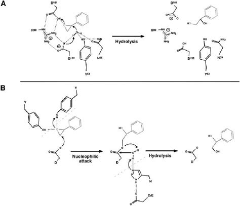 Mechanisms of epoxide hydrolases. ( A ) The mechanism of LEH indicated ...