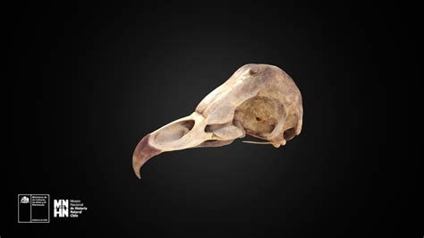 Tyto alba - Download Free 3D model by Museo Nacional de Historia Natural de Chile (@MNHNcl ...