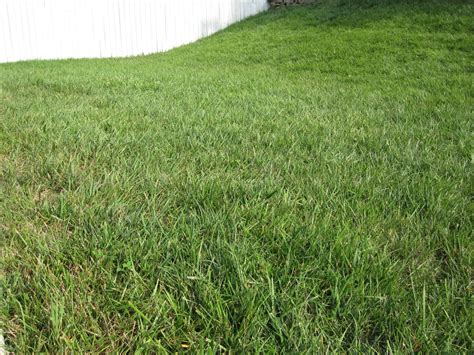 weed control - What's an organic way to discourage crabgrass from a large "lawn"? - Gardening ...