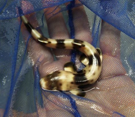 A wriggly, wonder shark! Epaulette sharks can walk out of the water and across coral when the ...