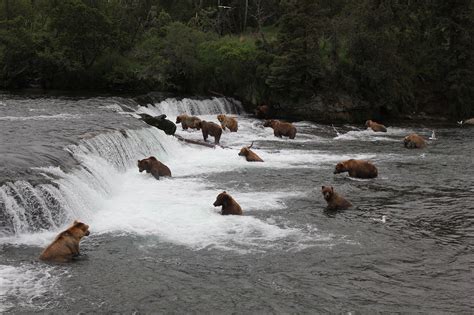 Brooks falls Alaska brown bears | Katmai Air