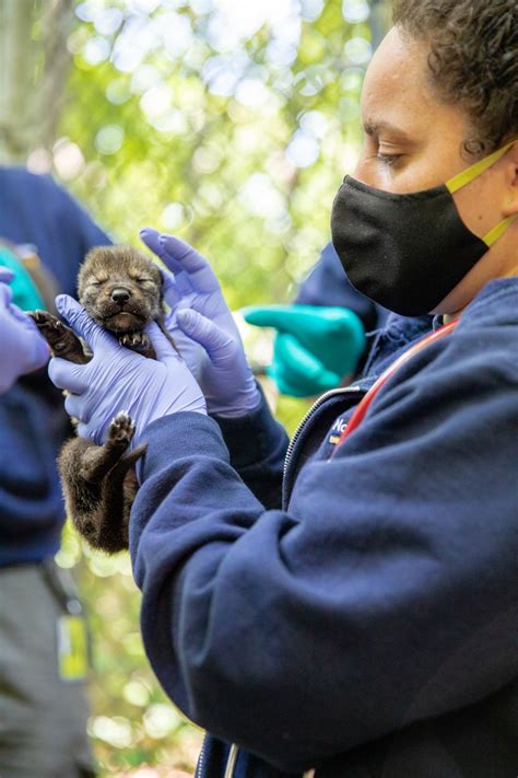 You chose the names: Meet NC Zoo’s 2-month-old red wolf pups | CBS 17